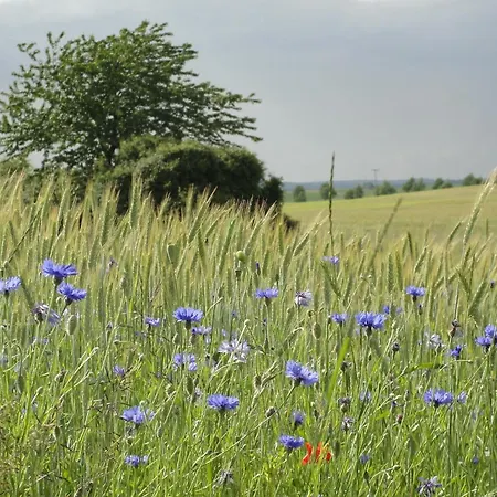 Seeresidenz 클링크